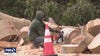 Saratoga neighbors fearful more massive trees could topple, cause power outages