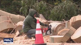 Saratoga neighbors fearful more massive trees could topple, cause power outages