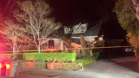 Massive oak tree falls on San Anselmo home, man rescued through window