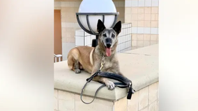 Walnut Creek police K9, known for 'loyalty, bravado,' dies