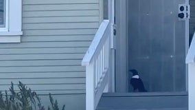 Oakland Zoo's pied crow recovered with help of resident: video