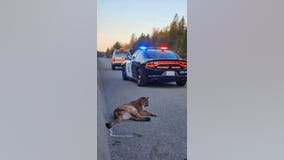 'Sadly, this happens a lot': Injured mountain lion, struck by vehicle, is euthanized