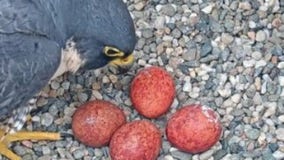 Cal falcons, Annie and Lou, produce 4 eggs in the UC Berkeley clocktower