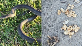 Toddler chasing deadly snake leads to nest discovery with 110 eggs