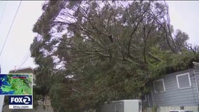Woman lucky to be alive after 2 trees fall on her Oakland home