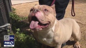 Abused San Pablo pit bull finds new home