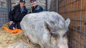 Pleasanton police trying to reunite wayward pig with its family