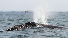 'Critically endangered' right whale spotted near Monterey Bay