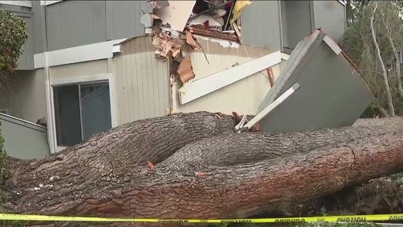 Giant tree smashes teen's room at Livermore apartment complex