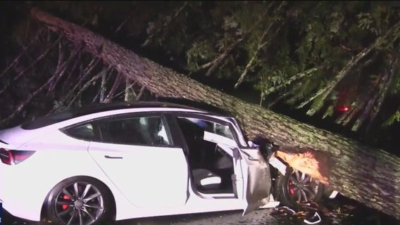 Tree crushes Tesla, rain causes dangerous driving in Bay Area