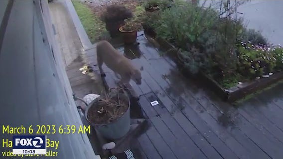 Mountain lion caught creeping past Nest Cam in Half Moon Bay