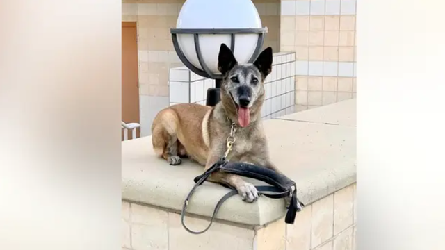 Walnut Creek police K9, known for 'loyalty, bravado,' dies