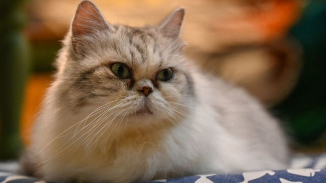 Pet health alert issued amid bird flu outbreaks