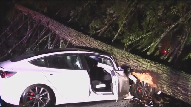 Tree crushes Tesla, rain causes dangerous driving in Bay Area