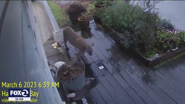 Mountain lion caught creeping past Nest Cam in Half Moon Bay