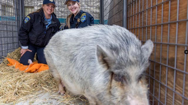 Pleasanton police trying to reunite wayward pig with its family