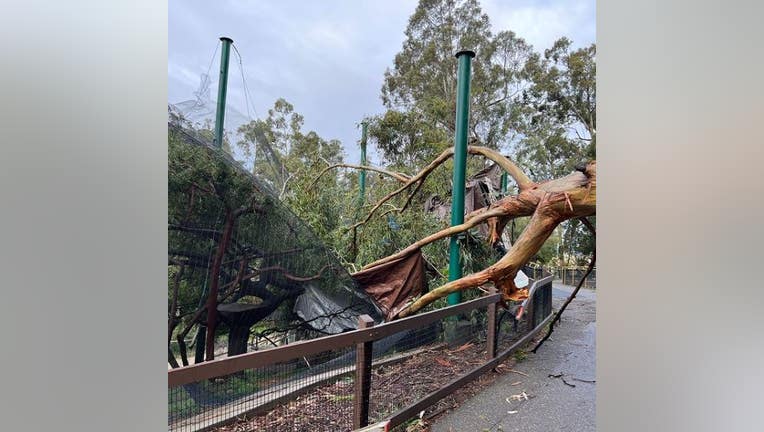 Tree falls at Oakland Zoo, birds escape their aviary - KTVU FOX 2 San Francisco