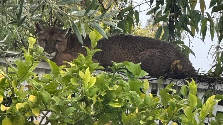 Mountain lion tranquilized in Los Gatos, returned to the wild