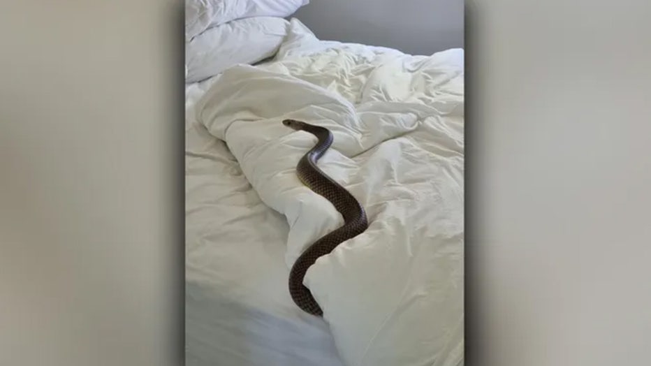 Snake-in-bed-edit1.jpg
