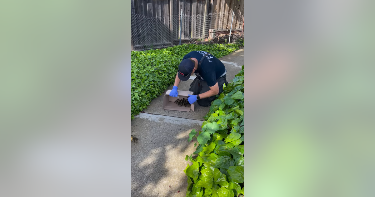 Baby ducks rescued from storm drain in Fremont | KTVU FOX 2