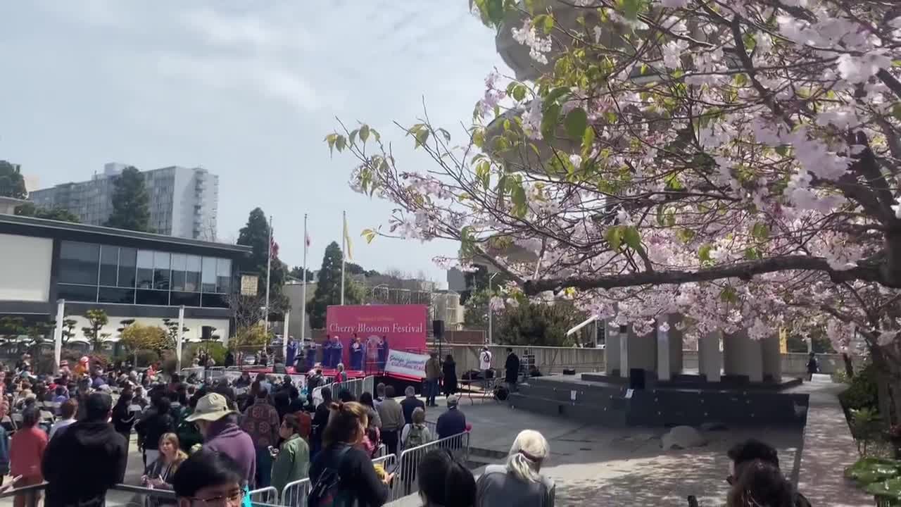 Cherry blossoms in bloom, parade returns to Japantown Arts & culture