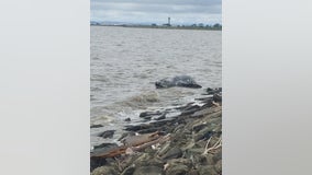 Dead gray whale washes ashore near San Leandro