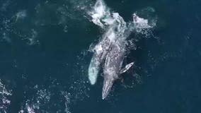 Killer whales' attack on two gray whales captured in stunning video out of Monterey Bay