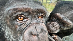 Watch: Rescued chimps share hugs after being reunited at sanctuary