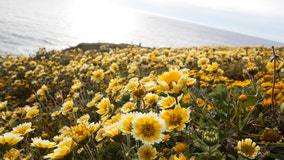 Wildflowers in bloom throughout Golden Gate National Recreation Area