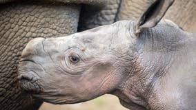 Safari West welcomes birth of rare white rhino calf