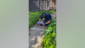 Baby ducks rescued from storm drain in Fremont