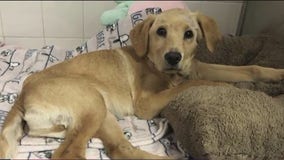 Golden retriever puppy found stuffed in trash bag in Santa Cruz: sheriff