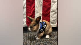 Officer Cottontail? Bunny joins California police force. Fur real.