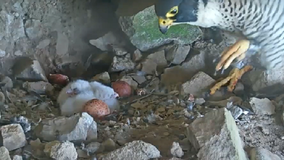 Peregrine falcon eggs hatch on Alcatraz Island