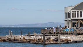 Video: Man jumps into water to harass sea lions at San Francisco's Pier 39