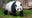 San Francisco mayor's office announces zoo to receive giant pandas
