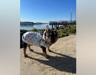 Oakland French bulldog stolen during smash-and-grab