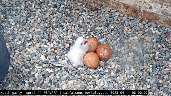 UC Berkeley's falcon atop bell tower named