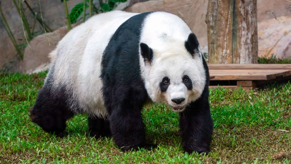 Giant pandas headed from China to San Francisco zoo