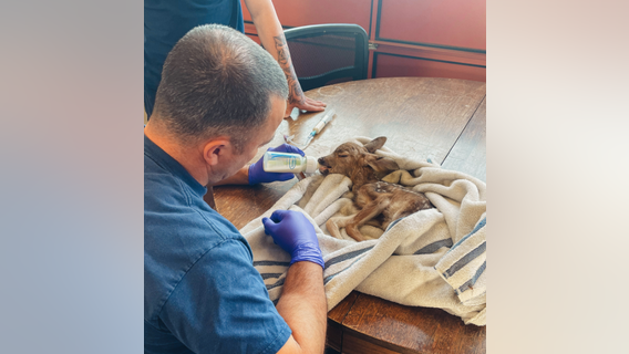 San Jose firefighters help rescued baby deer