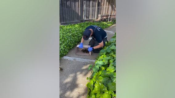 Baby ducks rescued from storm drain in Fremont