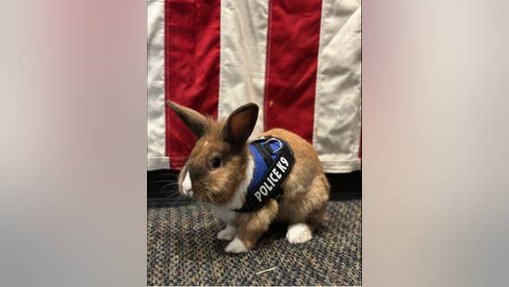 Officer Cottontail? Bunny joins California police force. Fur real.