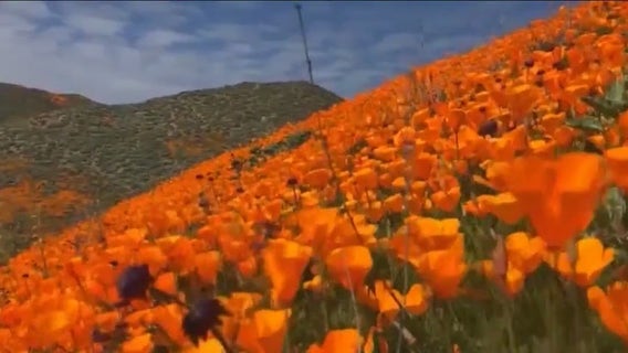 Where you can see California's wildflower super bloom
