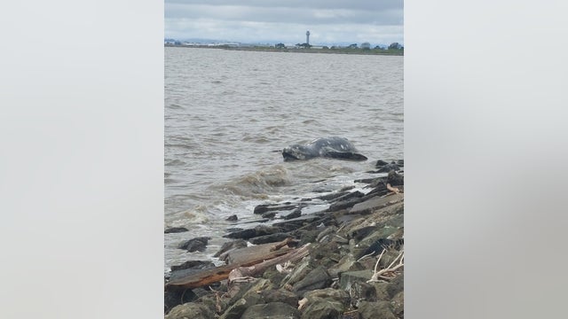 Dead gray whale washes ashore near San Leandro