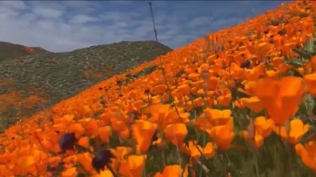 Where you can see California's wildflower super bloom