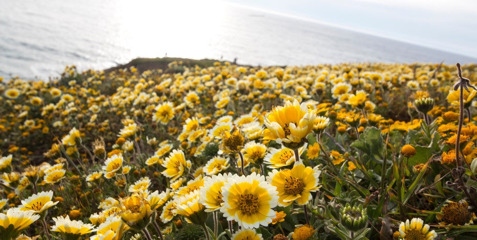 Wildflowers in bloom throughout Golden Gate National Recreation Area