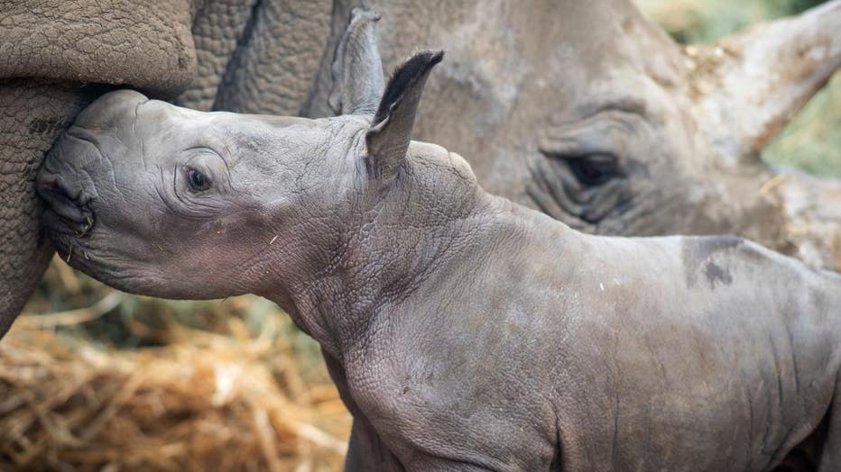 safari west rhino baby