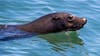 Influx of sea lions causes closure of Monterey park