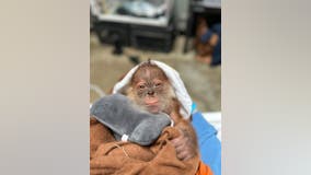 Sacramento Zoo welcomes the birth of critically endangered Sumatran orangutan
