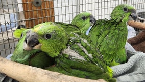Smuggled parrot eggs survive harrowing journey from Central America: 'Hand-raised babies'